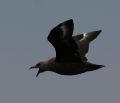 South Polar Skua